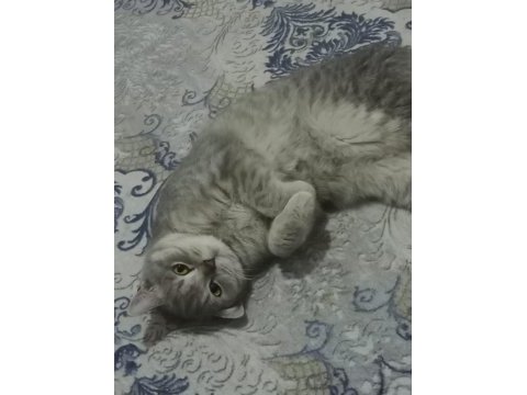 Dişi scottish straight kızım