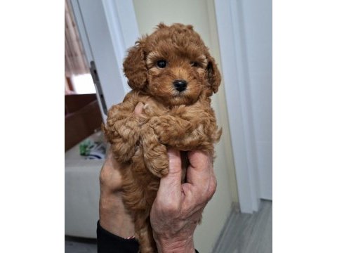 Kocaelide poodle dişi bebekler