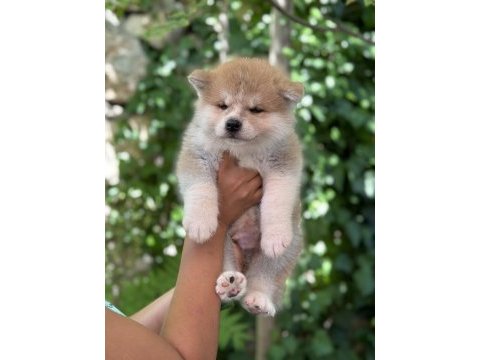 Safkan japon akita