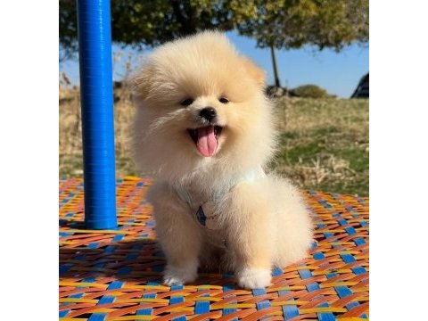 Pomeranian boo safkan