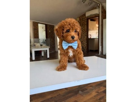 Orjinal toy poodle yavrumuz 