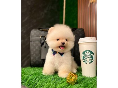 Ayı surat pomeranian yavrular korekan