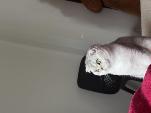 Biblo gibi scottish fold kızımız