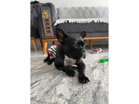 French bulldog 2 yaşında