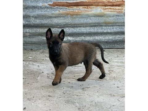 A kalite erkek ve dişi belçika malinois