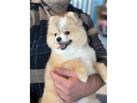 Pomeranian boo 7,5 aylık