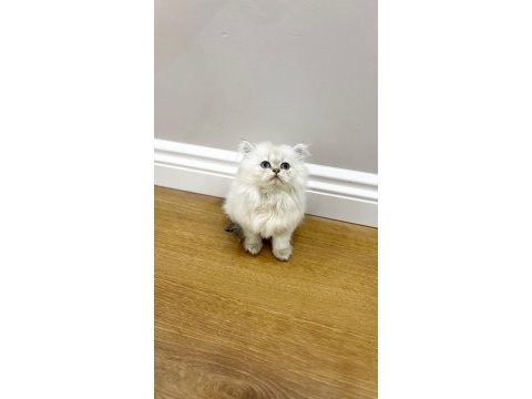 Kaliteli british longhair bebekler