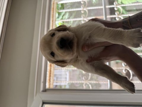 Golden retriever orjinal safkan bebeklerimiz 2 haftalık