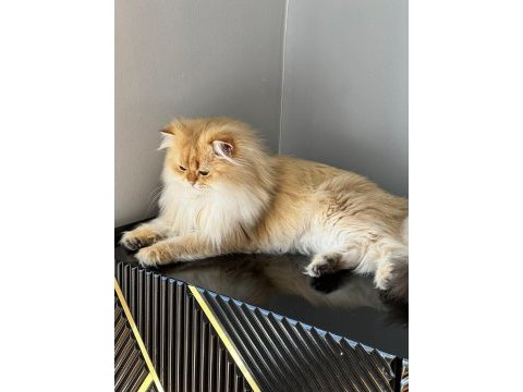 Şecereli british longhair golden by11 yetişkin erkek