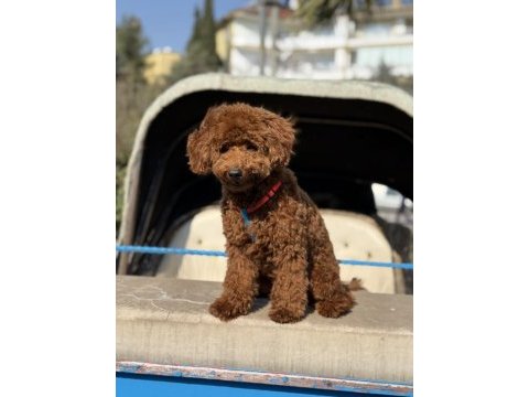 Bebeğimiz olacağı için vermek zorundayız erkek poodle