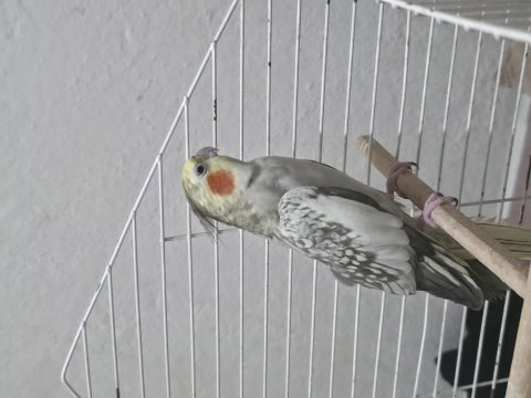 Biri 6 aylık biri 14 aylık sultan papağanı