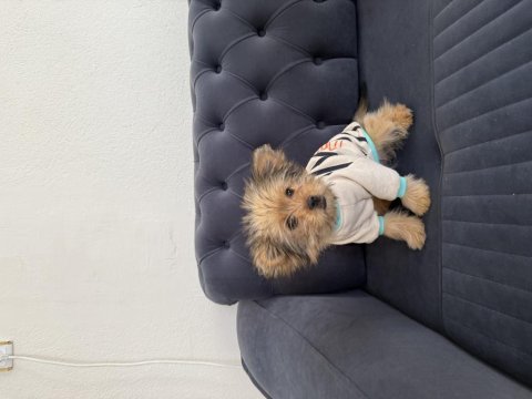 T cup yorkie terrier en küçük boy