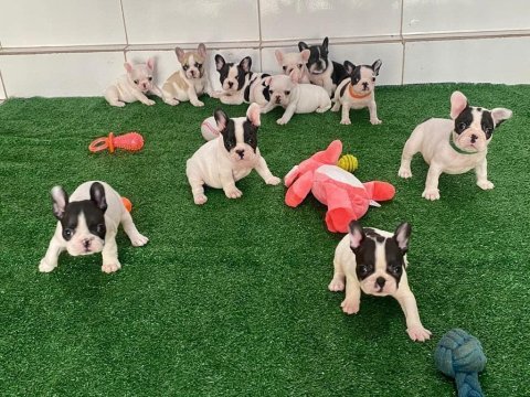 French bulldog yavruları