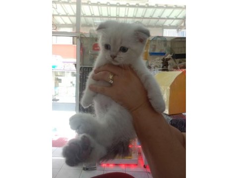 Blue point british shorthair yavrularım