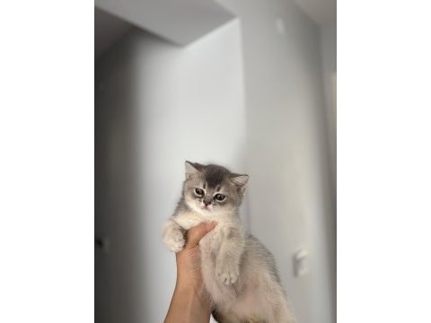 Safkan brıtısh shorthair yavrularım 