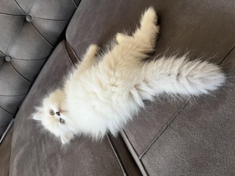 Kral walterin yakışıklı british longhair prensleri
