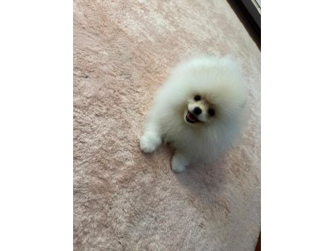 Çok güzel pamuk dişi pomeranian