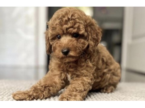 Toy poodle yavrular