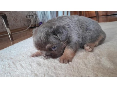 French bulldog fluffy lilac tan