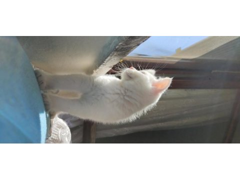 Eşsiz güzellikte yavru british shorthair