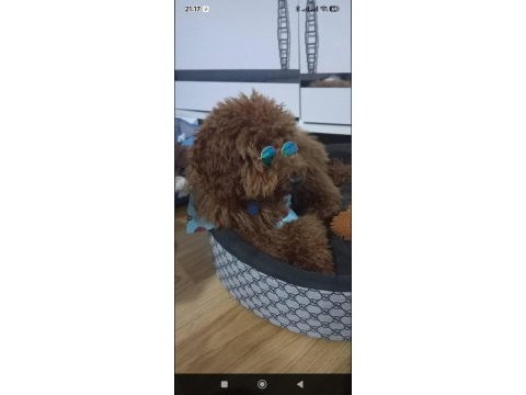 9 aylık poodle tüm aşıları kontrolleri yapıldı
