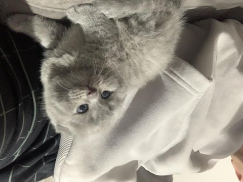 Evden safkan kalite scottish fold yavrular