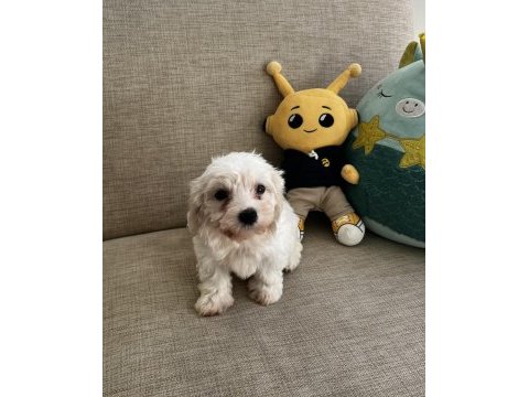 Yavru kore maltese