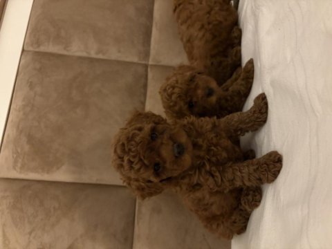 0 numara poodle dişi yavrum son kaldı anne 3 baba 2 kg