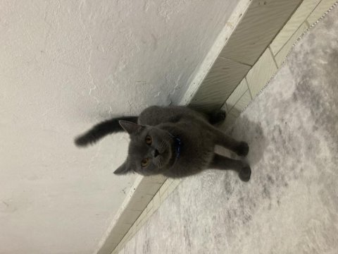 Uysal british shorthair kedimiz