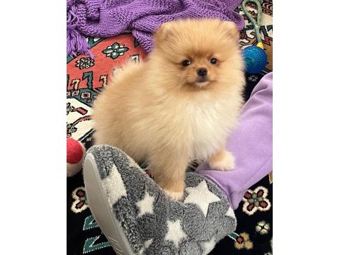 Pomeranian boo köpeğimiz