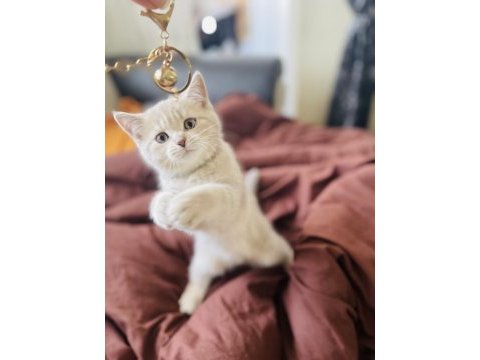 3 aylık british shorthair yavru