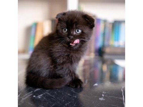 Scottish fold dünyalar tatlısı