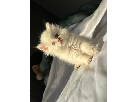 British longhair ve shorthair