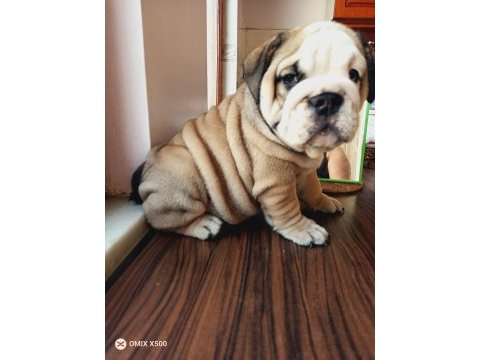 Mükemmel kalite ingiliz bulldog yarularımız