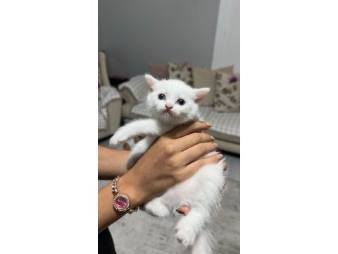 British shorthair erkek yavru