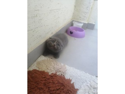 Scottish fold dişi yavrumuz