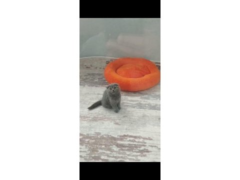 Panda surat 0 kulak scottish fold bebekler