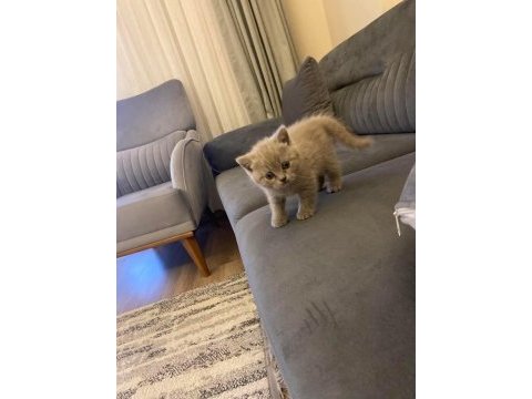 Dünyalar güzeli scottish fold kızımız yuvasını arıyor