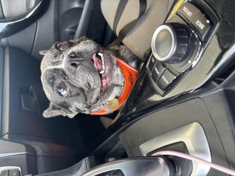 Dişi french bulldog