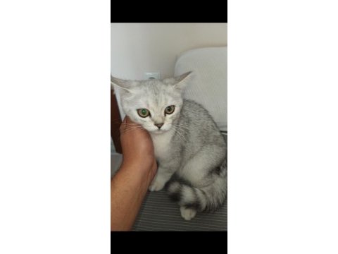British shorthair yavrumu sahiplendiriyorum