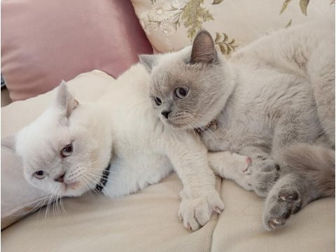 Acil eş british shorthair kedilerim