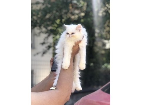 Sağlıklı iran kedisi yavrular