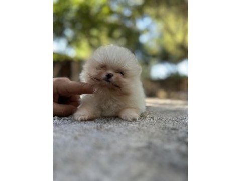 Sağlık ve ırk garantili buram buram kalite köpekler