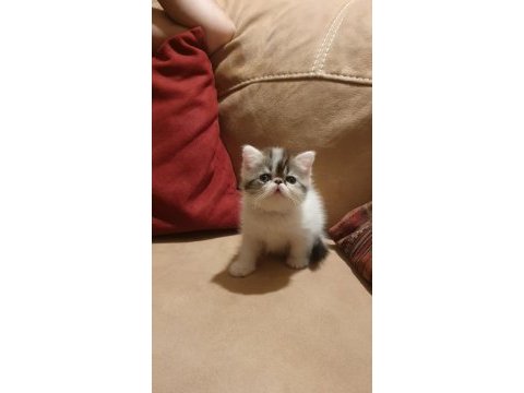 Exotic shorthair minnoşlar