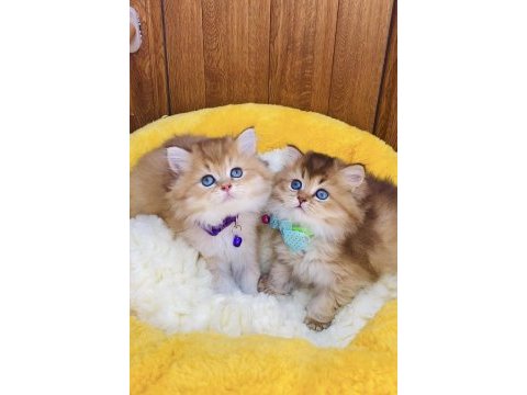 Üst düzey golden ny12 brıtısh shorthair 