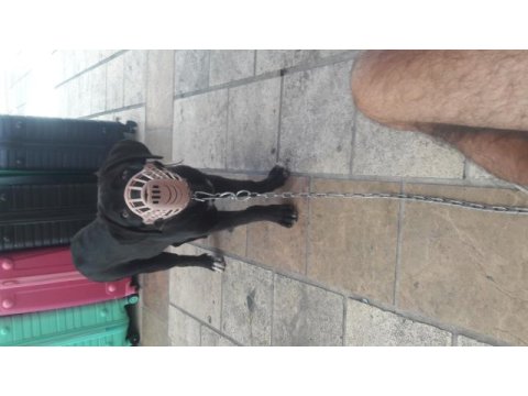 Cane corso cins köpeğimiz