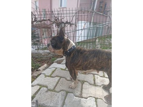 Dişi 2 yaşında french bulldog