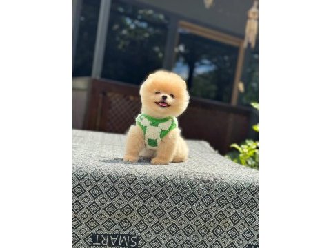 Yavru pomeranian boolarımız