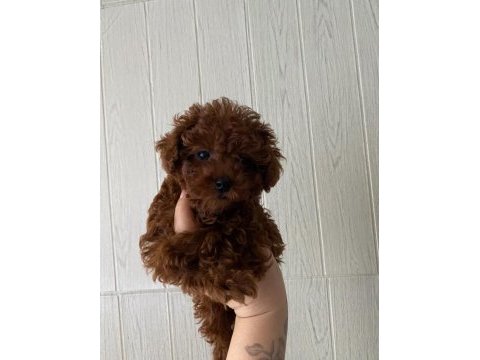 Toy poodle ev ortamında