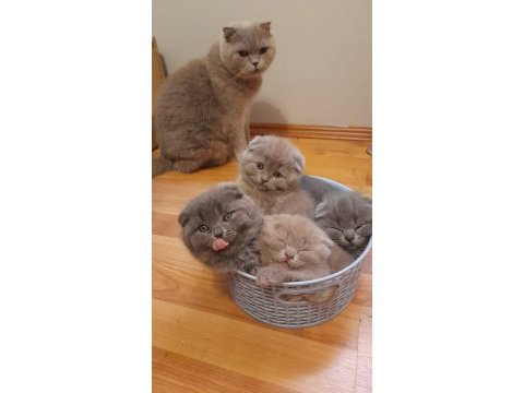 Safkan scottish fold yavru kediler